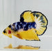 Fancy Yellow Male Betta Fish YF-1056