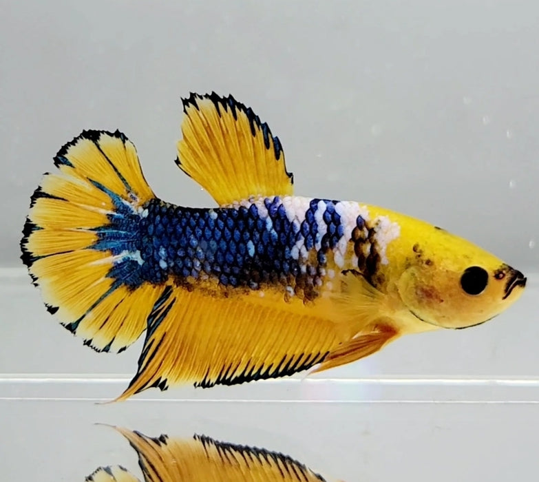 Fancy Yellow Male Betta Fish YF-1057
