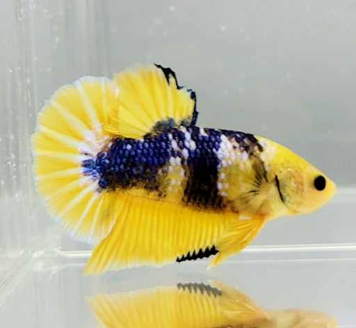 Fancy Yellow Male Betta Fish YF-1058