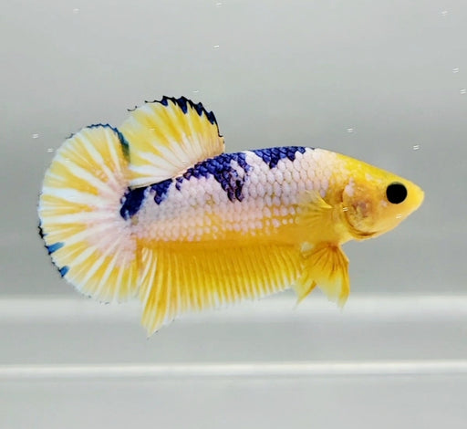 Fancy Yellow Male Betta Fish YF-1059