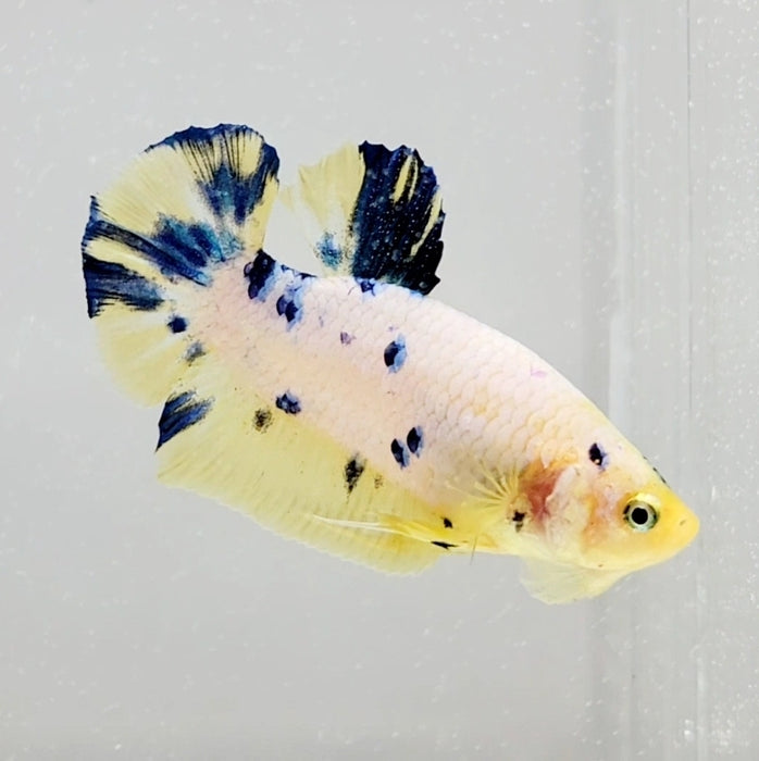 Blue Marble Male Betta Fish BM-1063