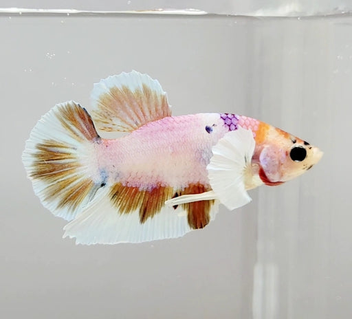 Multicolor Dumbo Male Betta Fish DB-1064