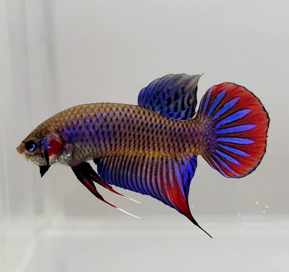 Grey Wild Betta Imbellis Male Betta Fish WB1066 — JV Betta