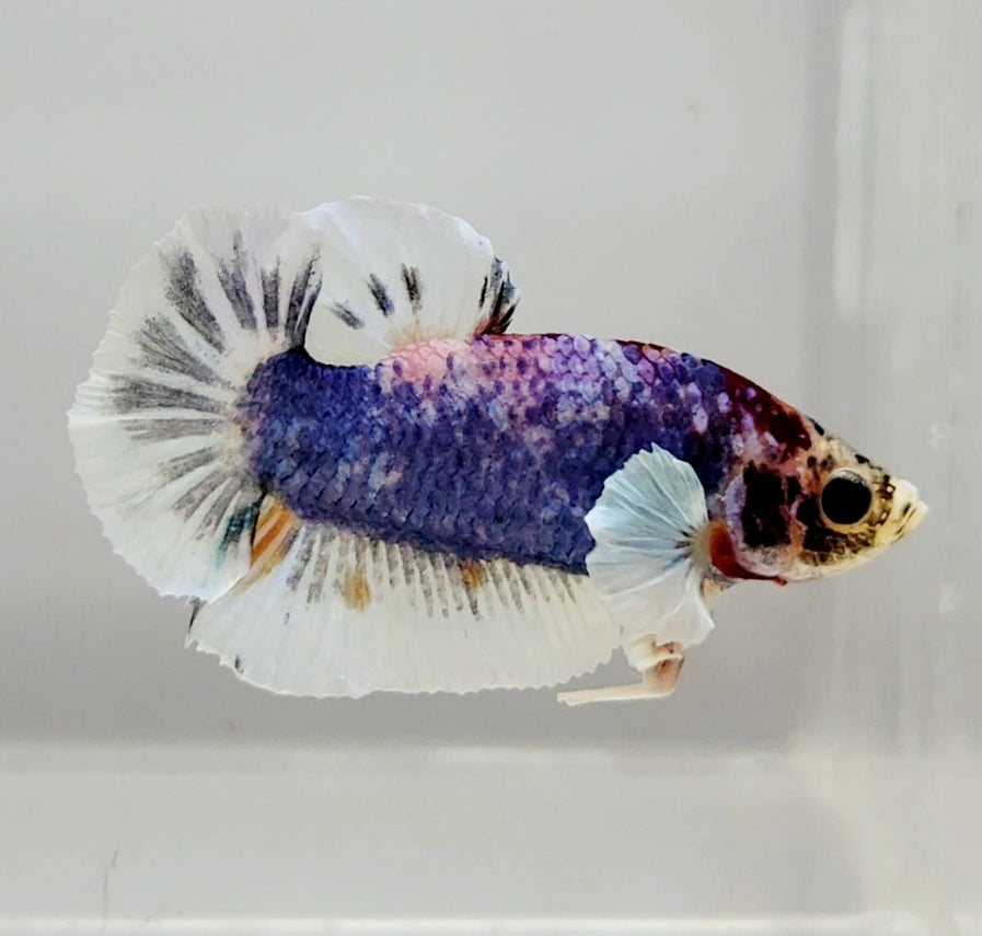 Multicolor Male Dumbo Betta Fish DB1068 — JV Betta