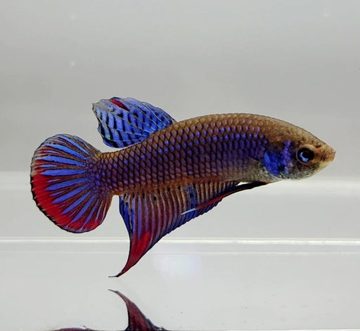 Wild Grey Imbellis Male Betta Fish WB-1070