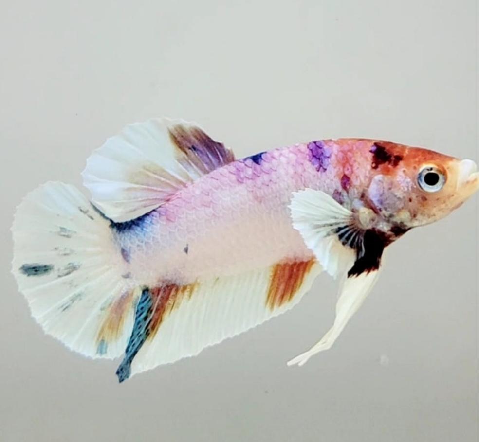 Multicolor Dumbo Male Betta Fish DB1072 — JV Betta