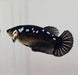 Black Mamba Female Betta Fish BM-1075