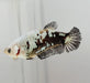 Snow Mamba Female Betta Fish SM-1077