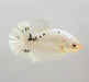 White Copper Koi Male Betta Fish WC-1078