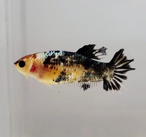 Red Copper Koi Female Betta Fish RC-1076