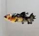 Red Copper Koi Female Betta Fish RC-1076