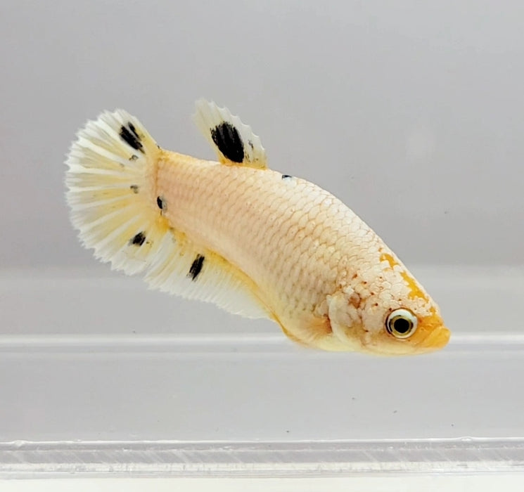 White Copper Koi Female Betta Fish WC-1080