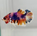 Multicolor Dumbo Male Betta Fish DB-1079