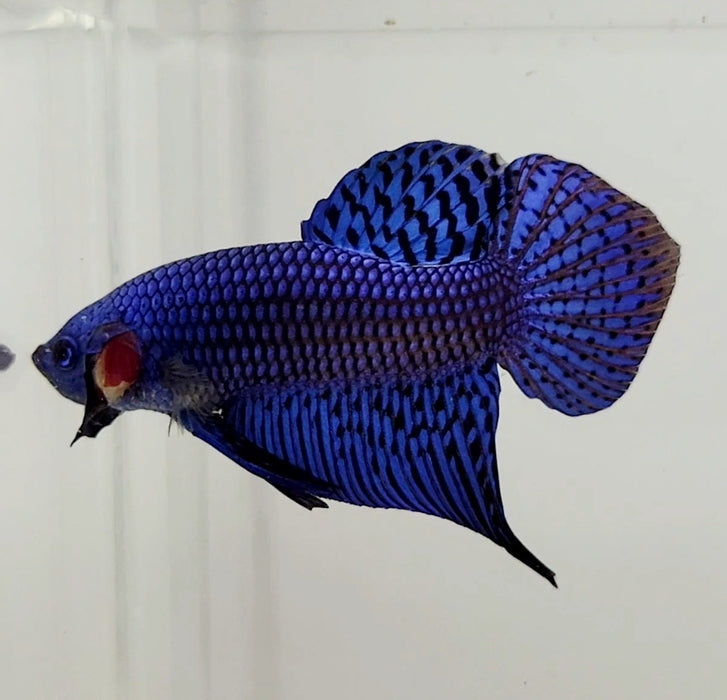 Blue Alien Male Betta Fish BA-1083