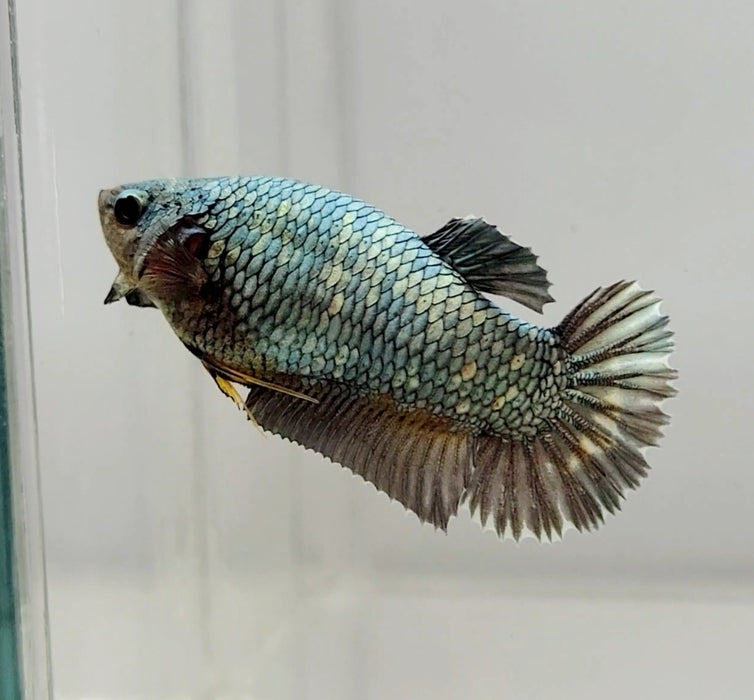 Avatar Copper Female Betta Fish AC-1084