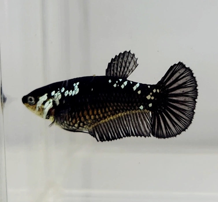 Black Mamba Female Betta Fish BM-1085