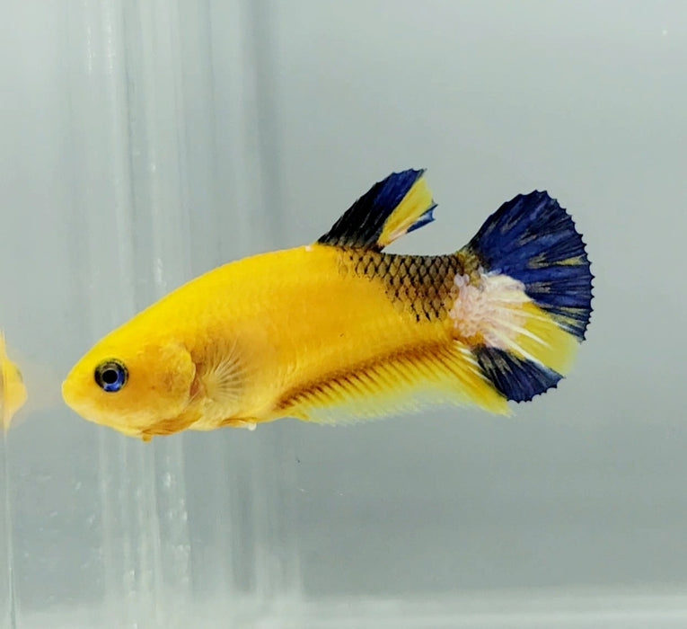 Yellow Hellboy Female Betta Fish YH-1088