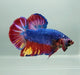 Giant Blue Tiger Fin Betta Fish Male GB-1090
