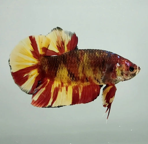 Giant Tiger Fin Male Betta Fish GB-1093