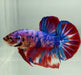 Giant Nemo Koi Betta Fish Male GB-1095