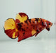 Giant Tiger Fin Male Betta Fish GB-1097