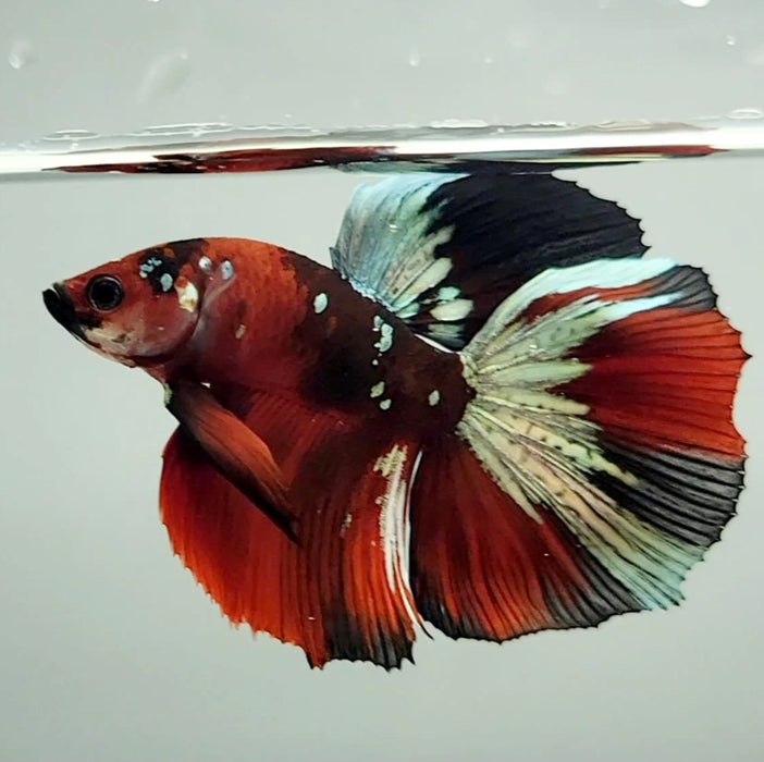 Red Copper Koi Halfmoon Male Betta Fish HM-1102