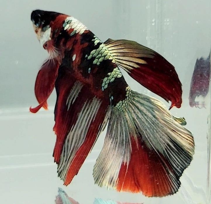 Red Copper Koi Halfmoon Male Betta Fish HM-1103
