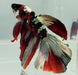Red Copper Koi Halfmoon Male Betta Fish HM-1103