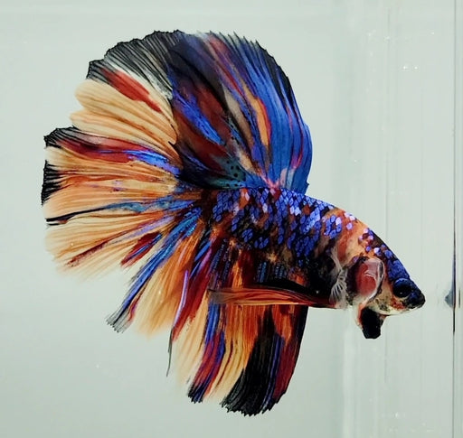 Galaxy Koi Halfmoon Male Betta Fish HM-1103