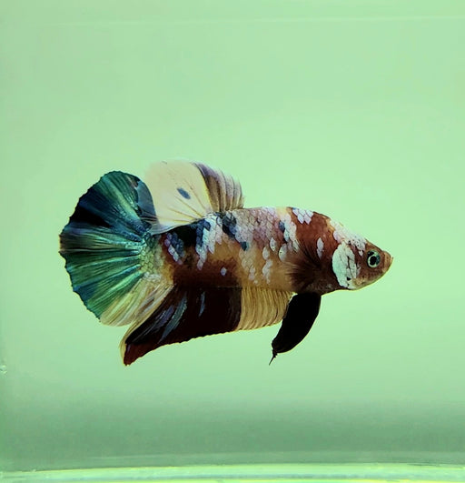 galaxy koi male betta fish gk-0068