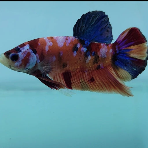 galaxy koi male betta fish gk-0072