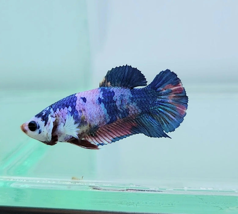Galaxy Koi Female Betta Fish GK-0075