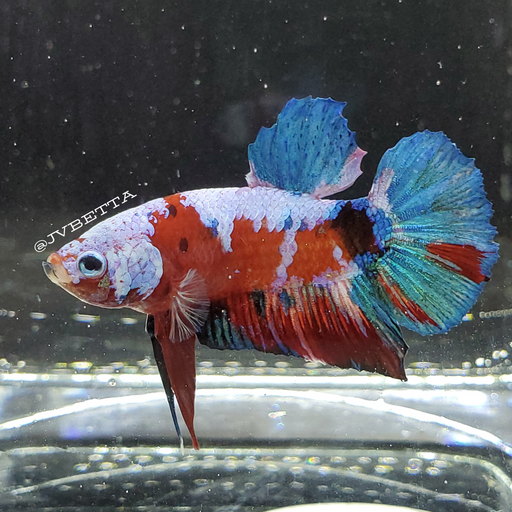 Galaxy Koi Betta Fish Male