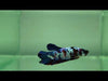 galaxy koi male betta fish gk-0066