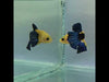 Yellow Hellboy Male Betta Fish YH-0204