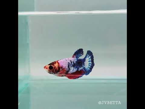 Whitescales Female Betta Fish WS-0101