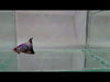 galaxy koi male betta fish gk-0054