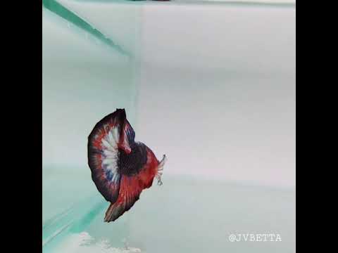 Whitescales Male Betta Fish WS-0094