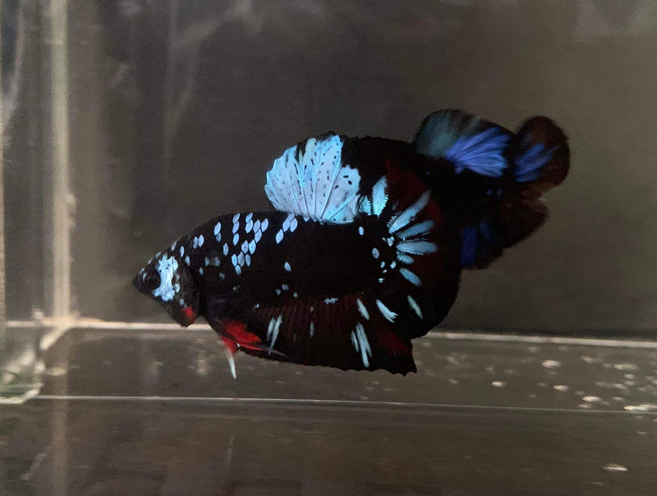Avatar Nebula Male Betta Fish NA-0679