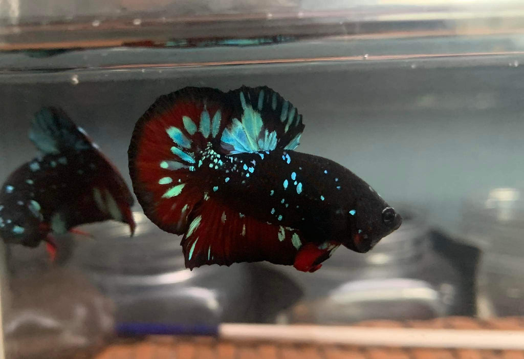 Avatar Nebula Male Betta Fish AC-0683 — JV Betta